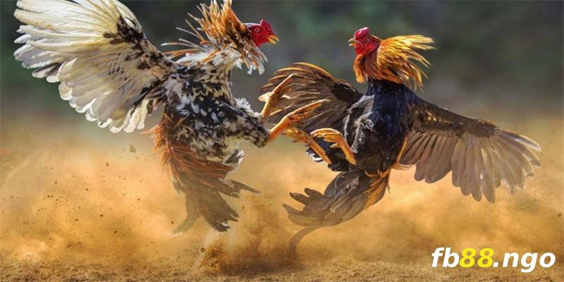 Thông tin cơ bản về Câu lạc bộ Fa88 - Fa88