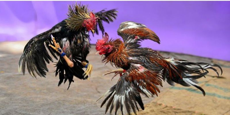 Danh mục sản phẩm của trang web cổng game thẻ bài Mb88 - Mb88